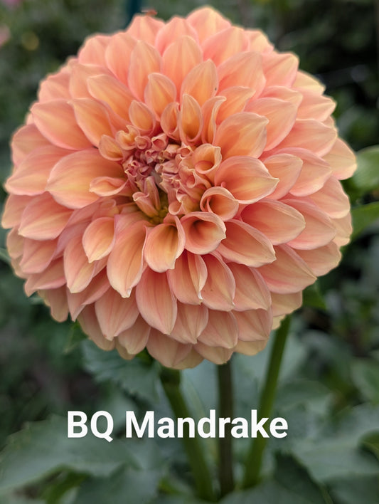 Bloomquist Mandrake dahlia tuber