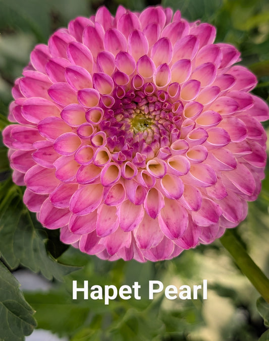 Hapet Pearl dahlia tuber