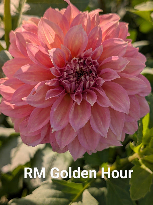 RM Golden Hour dahlia tuber