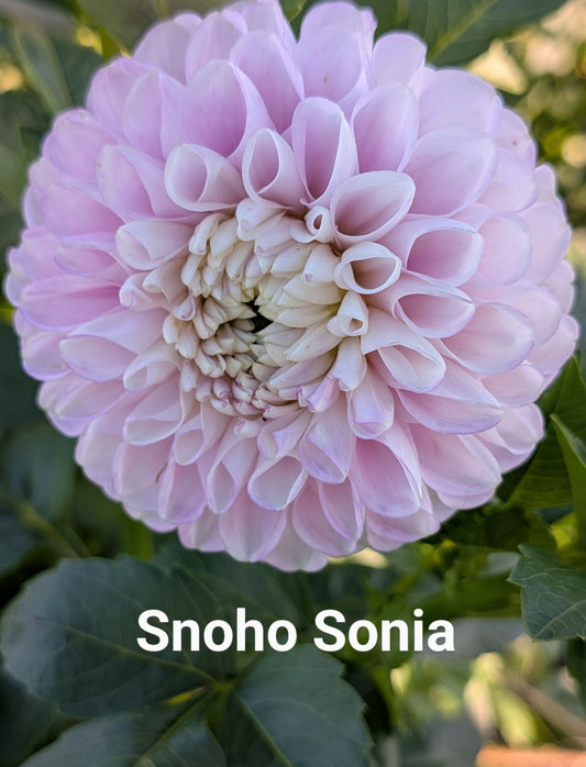 Snoho Sonia dahlia tuber