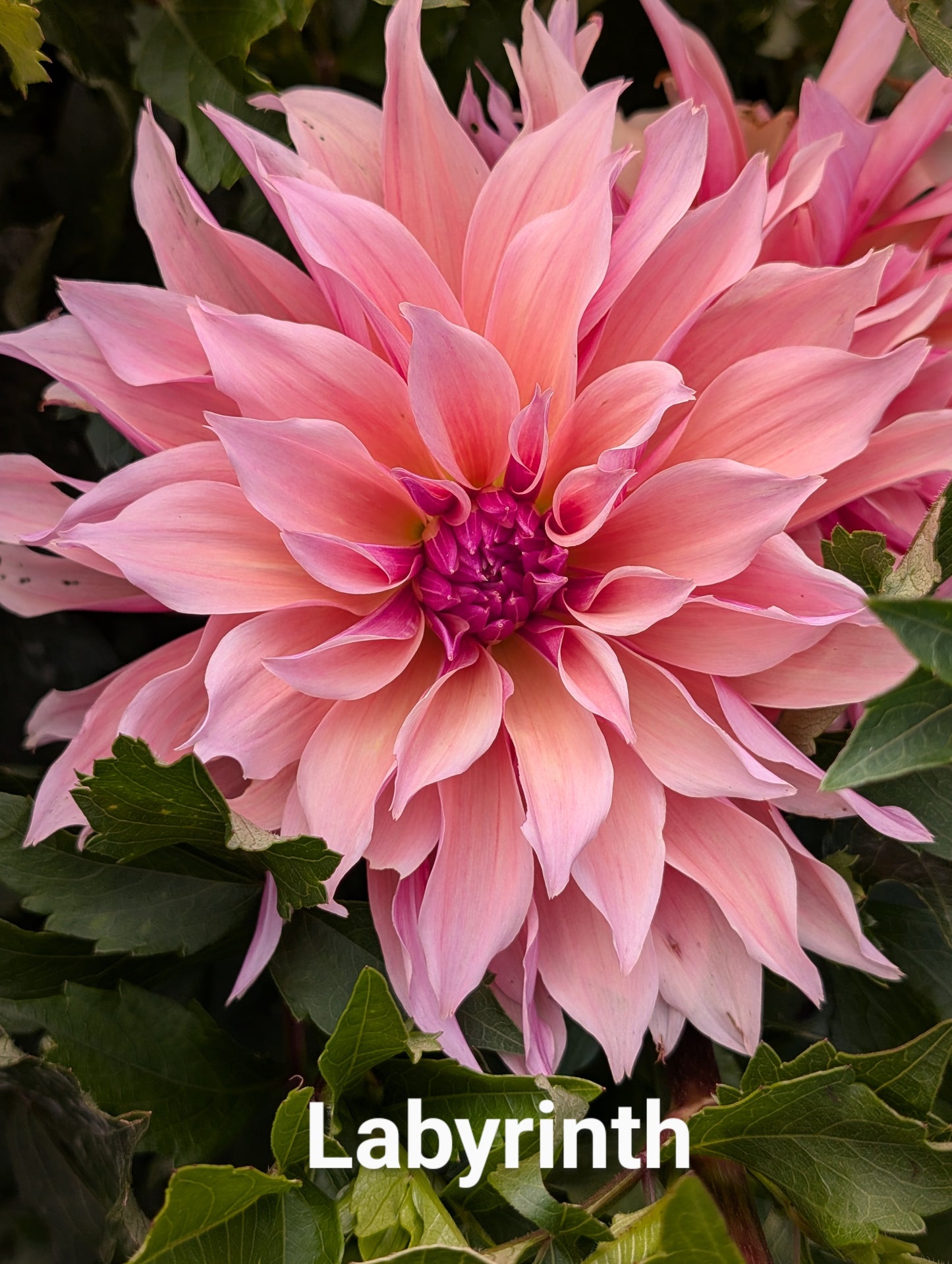 Labyrinth dahlia tuber