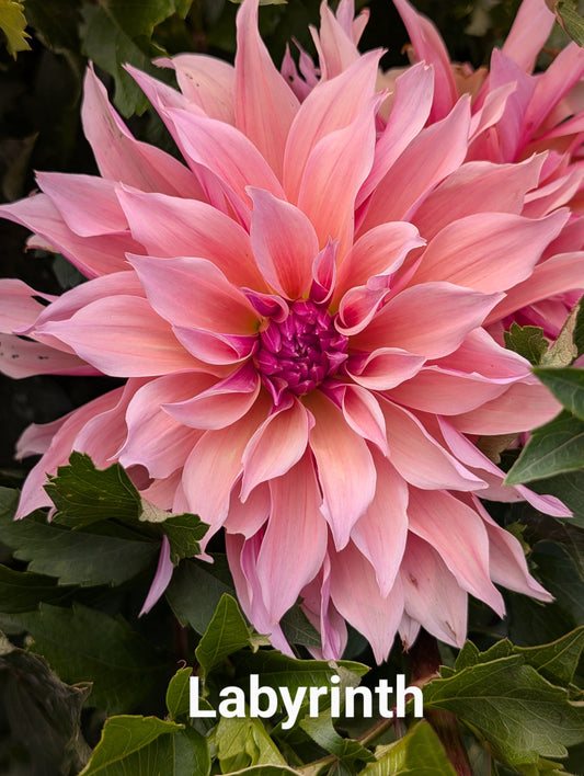 Labyrinth dahlia tuber