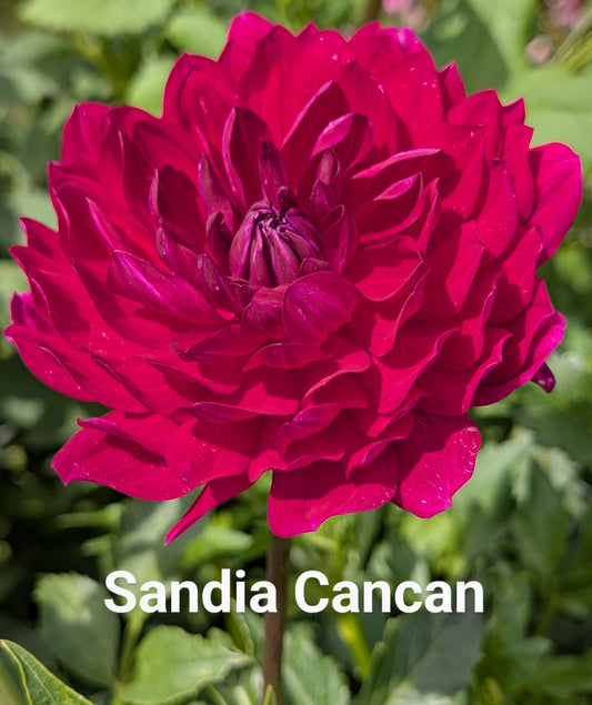 Sandia Cancan dahlia tuber