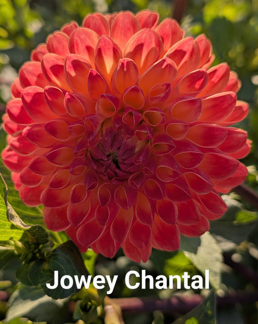 Jowey Chantal dahlia tuber