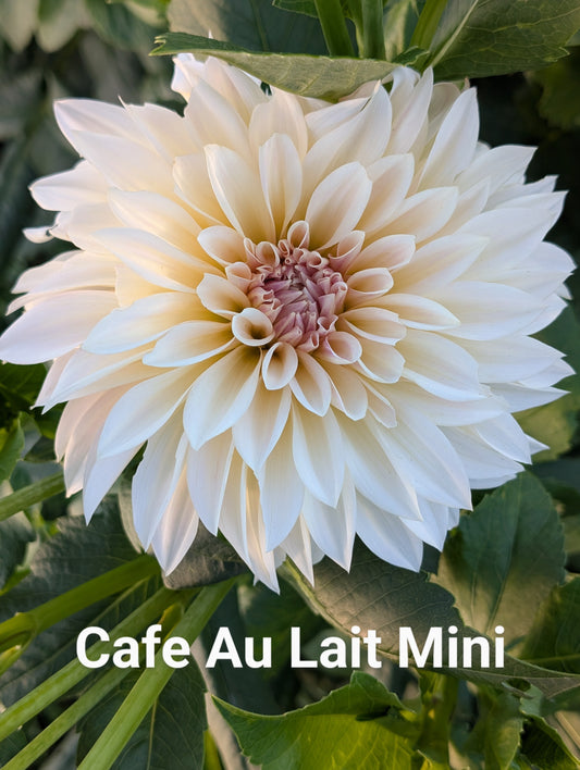 Cafe Au Lait Mini dahlia tuber