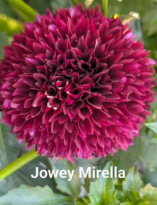Jowey Mirella dahlia tuber