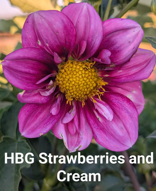HBG Strawberries & Cream dahlia tuber