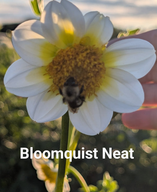 Bloomquist Neat dahlia tuber