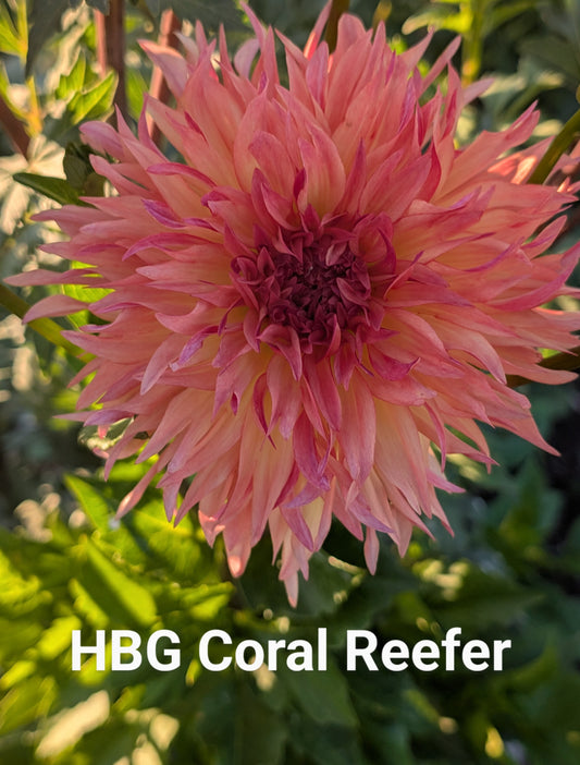 HBG Coral Reefer dahlia tuber