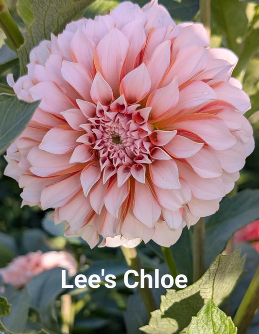 Lee's Chloe dahlia tuber