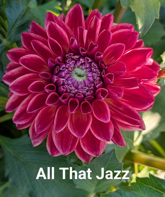 All That Jazz dahlia tuber