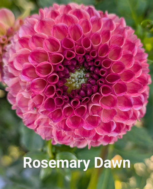 Rosemary Dawn dahlia tuber