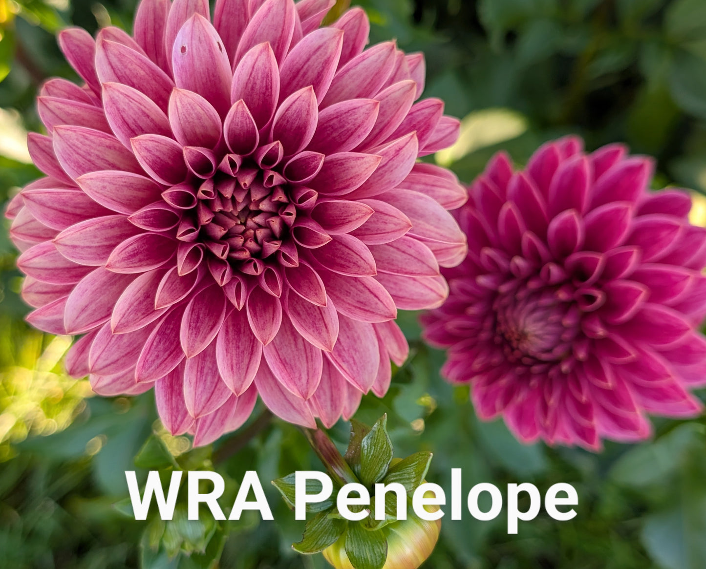 WRA Penelope dahlia tuber