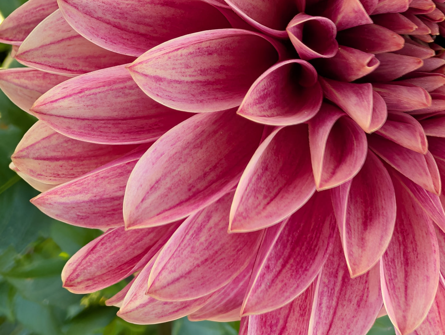 WRA Penelope dahlia tuber