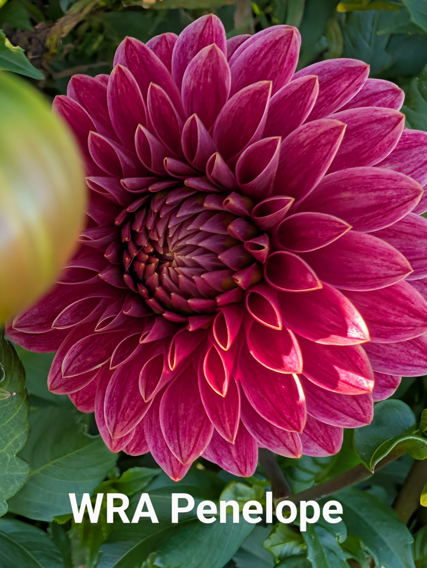 WRA Penelope dahlia tuber