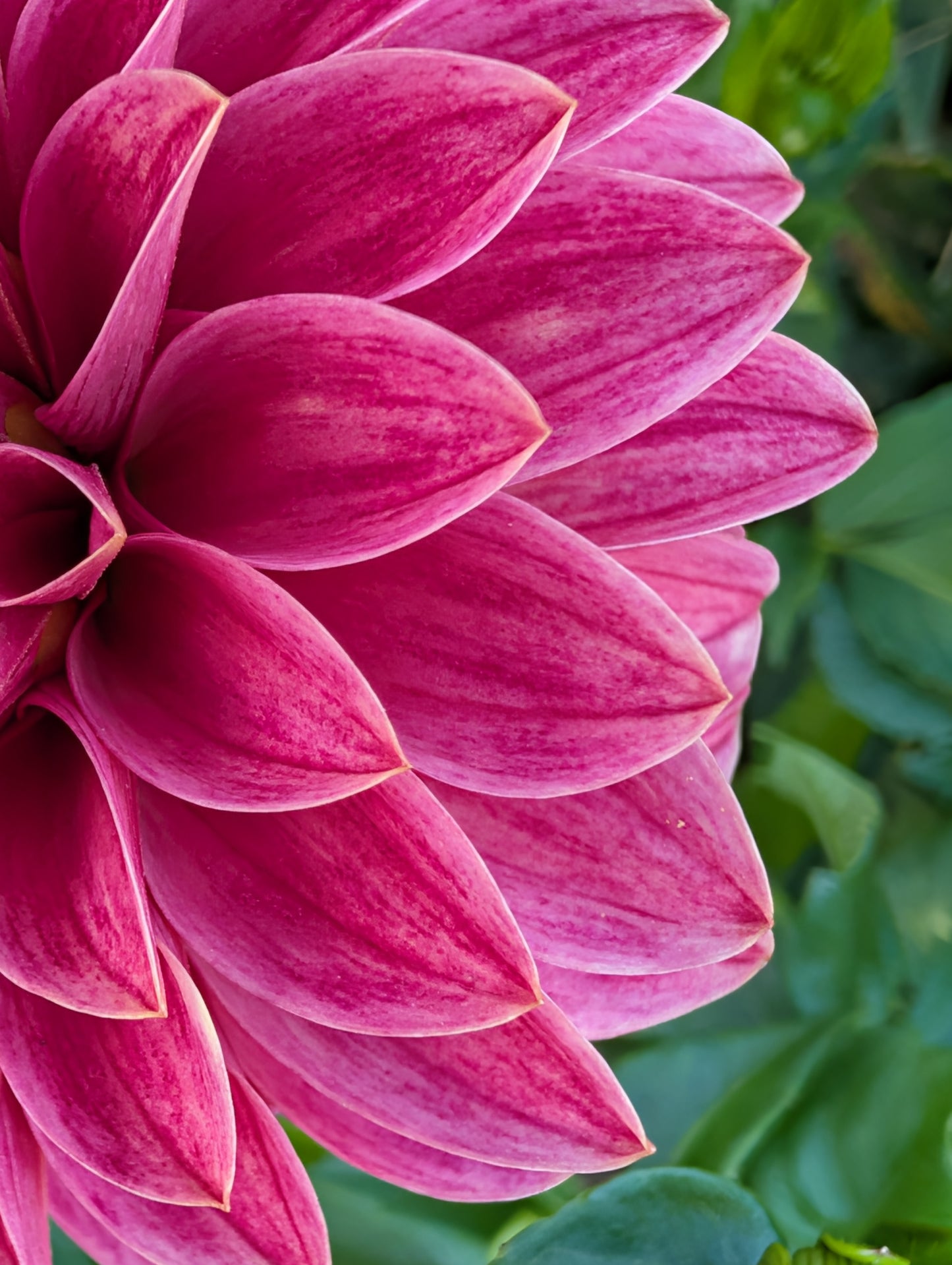 WRA Penelope dahlia tuber