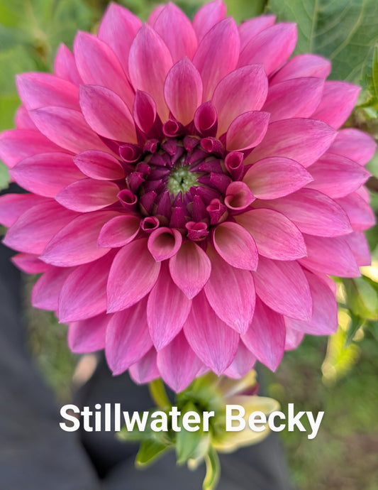 Stillwater Becky dahlia tuber