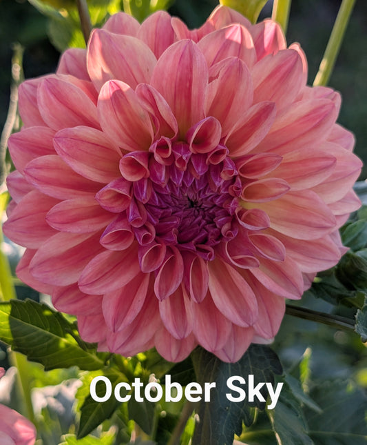 October Sky dahlia tuber