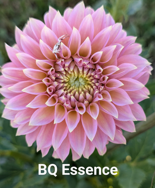 Bloomquist Essence dahlia tuber