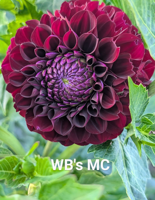 WB's MC dahlia tuber
