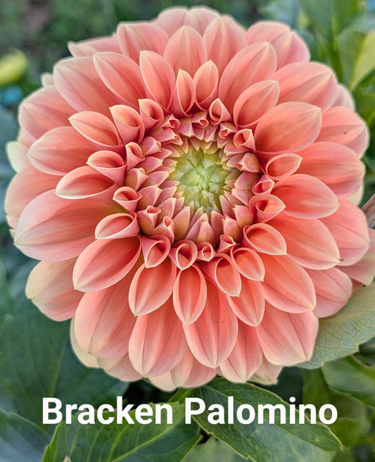 Bracken Palomino dahlia tuber