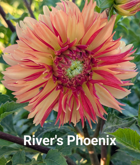 River's Phoenix dahlia tuber