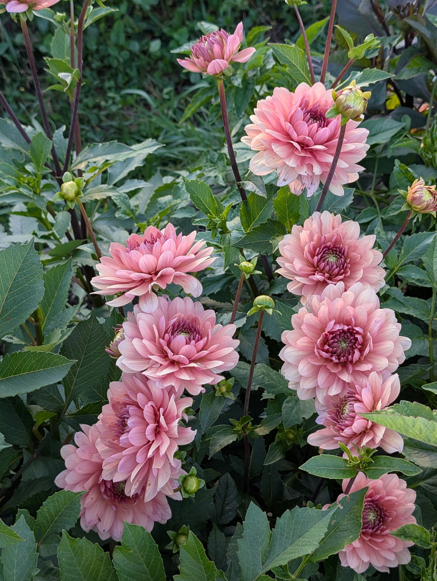 Chateau De La Bourdaisiere dahlia tuber
