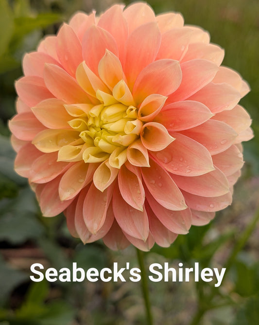 Seabeck's Shirley dahlia tuber