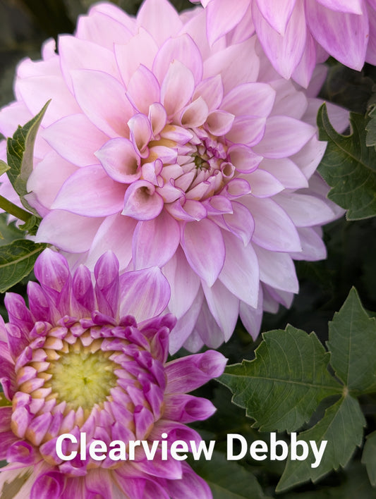 Clearview Debby dahlia tuber