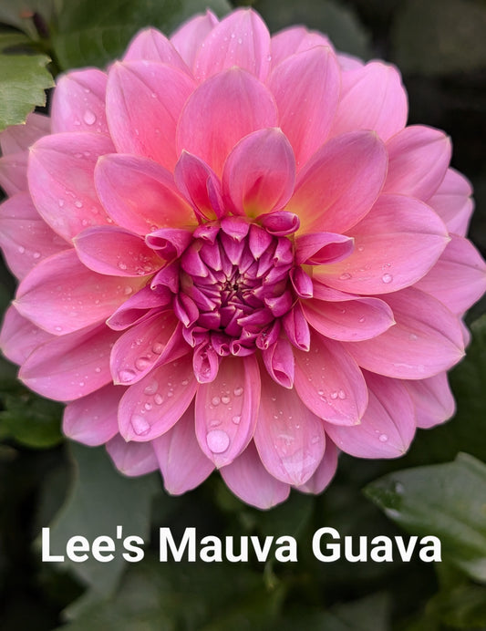 Lee's Mauva Guava dahlia tuber