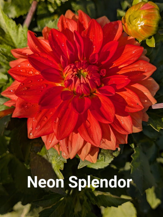 Neon Splendor dahlia tuber