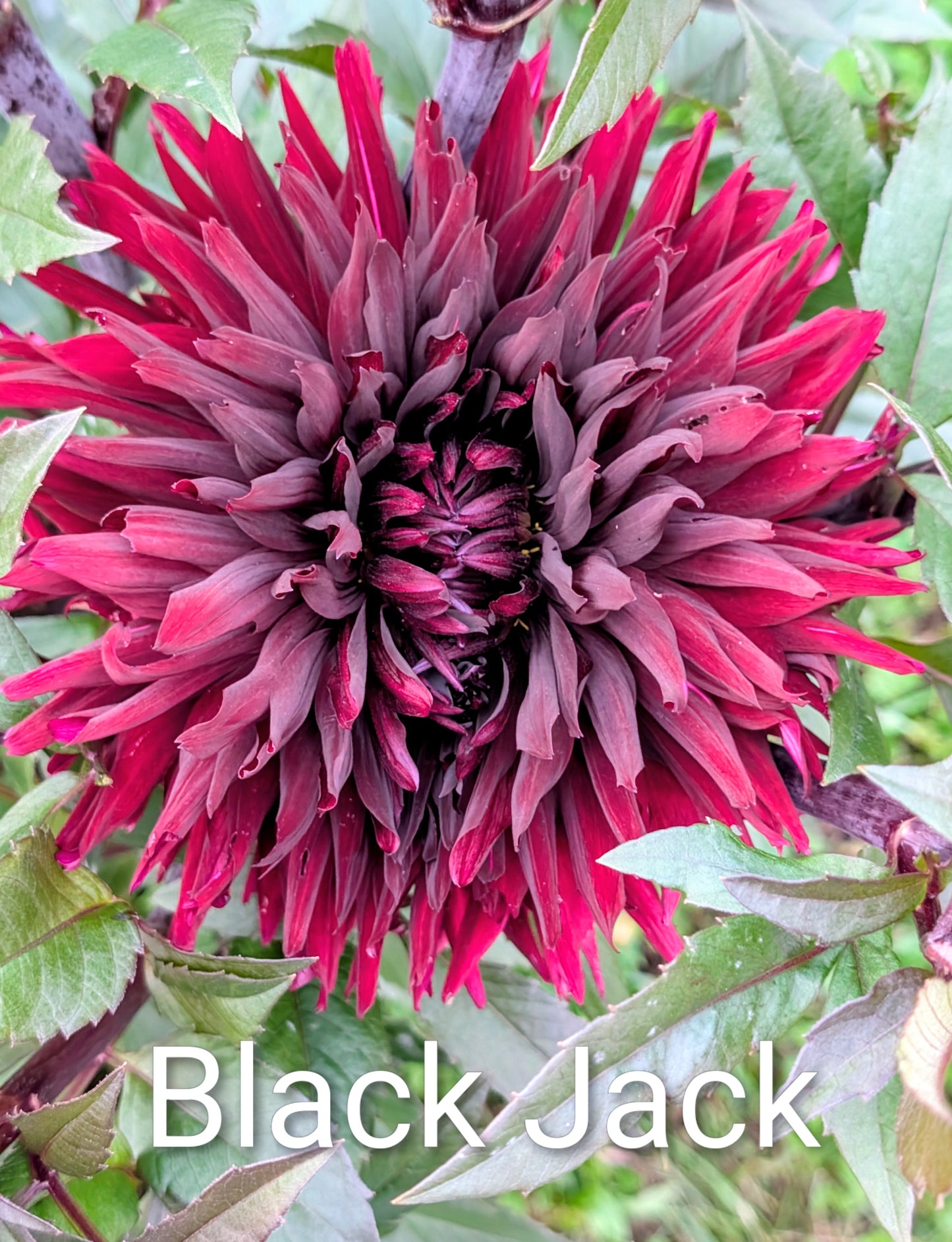 Black Jack dahlia tuber