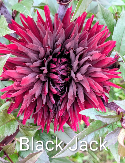 Black Jack dahlia tuber
