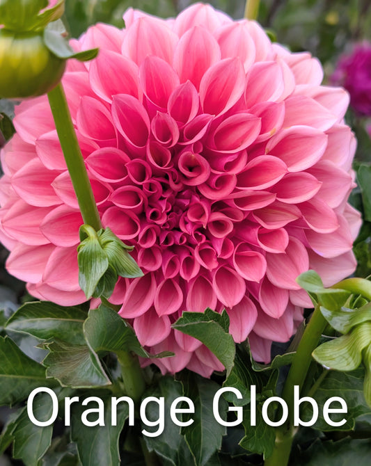 Orange Globe dahia tuber