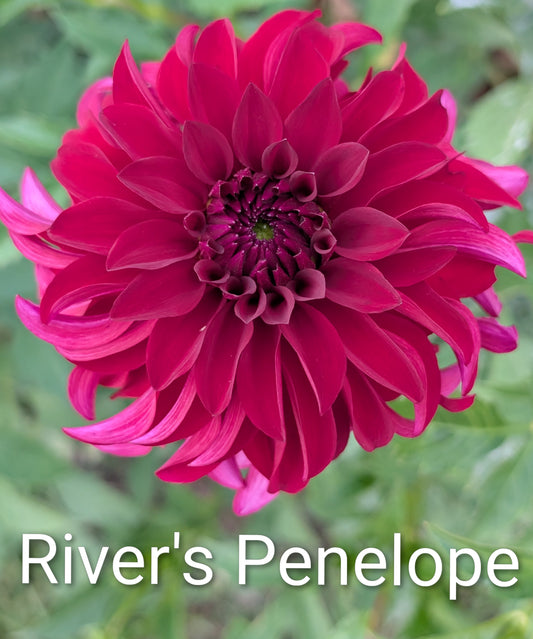 River's Penelope dahlia tuber