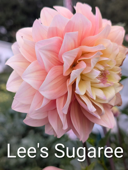 Lee's Sugaree dahlia tuber
