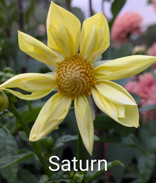 Saturn dahlia tuber