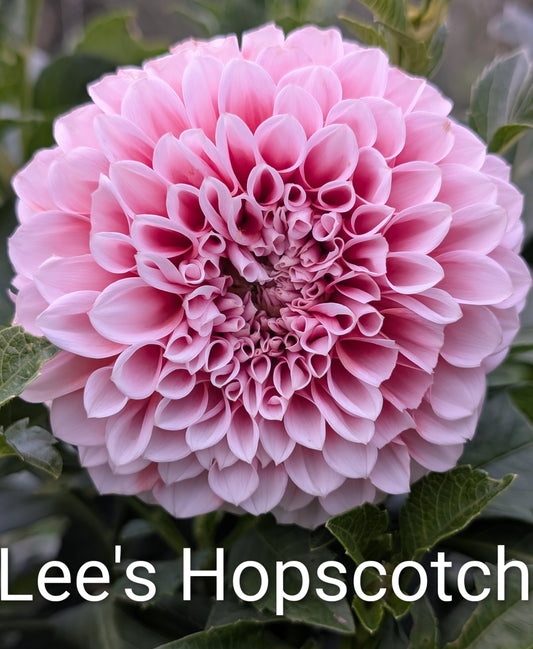 Lee's Hopscotch dahlia tuber