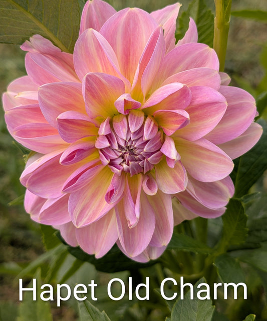 Hapet Old Charm dahlia tuber