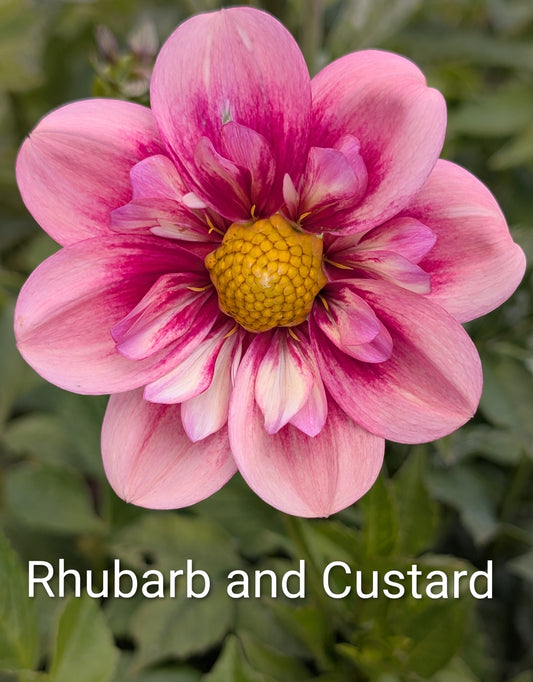 Rhubarb & Custard dahlia tuber