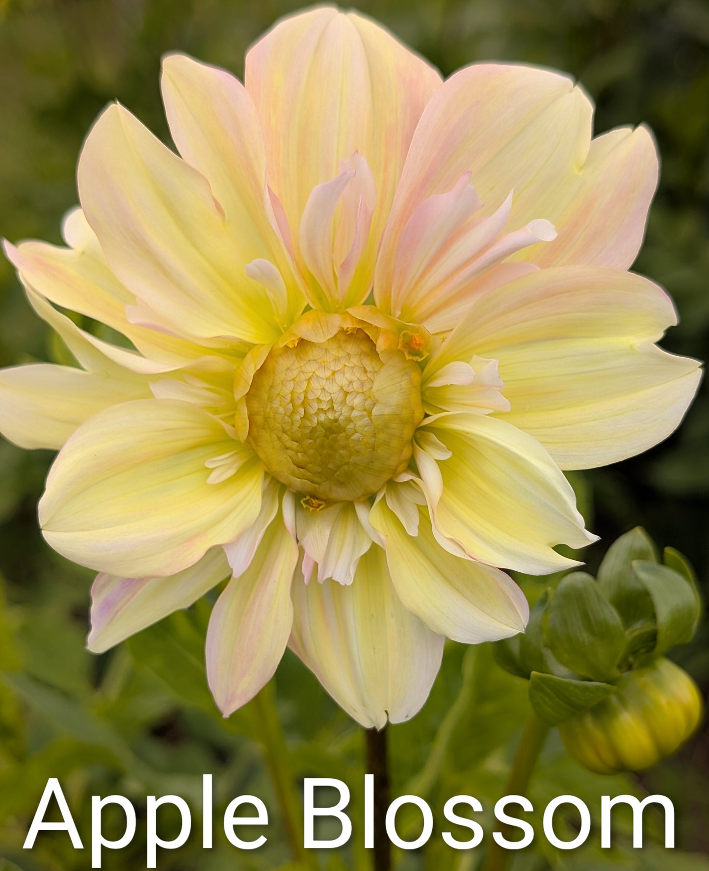 Apple Blossom dahlia tuber