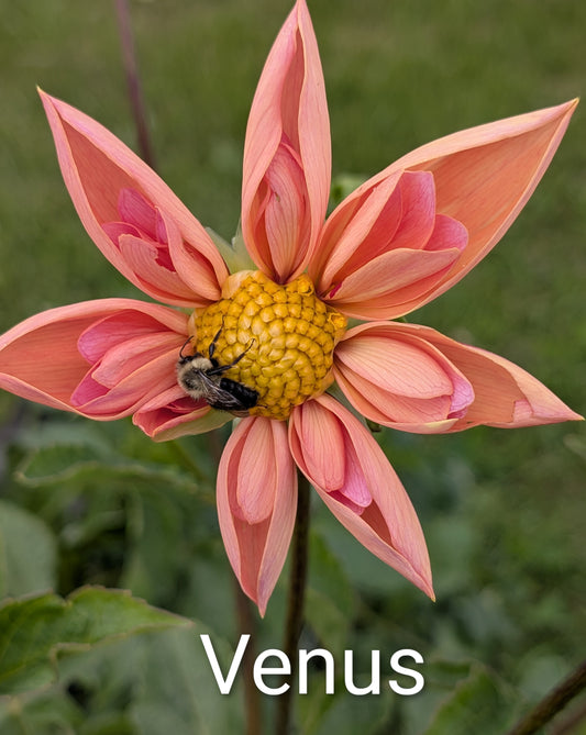 Venus dahlia tuber