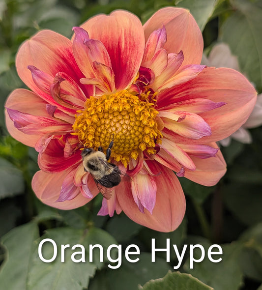 Orange Hype dahlia tuber