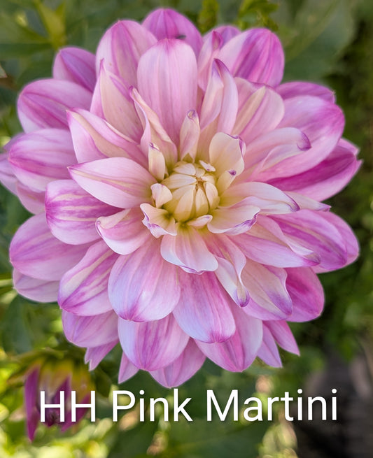 Hollyhill Pink Martini dahlia tuber