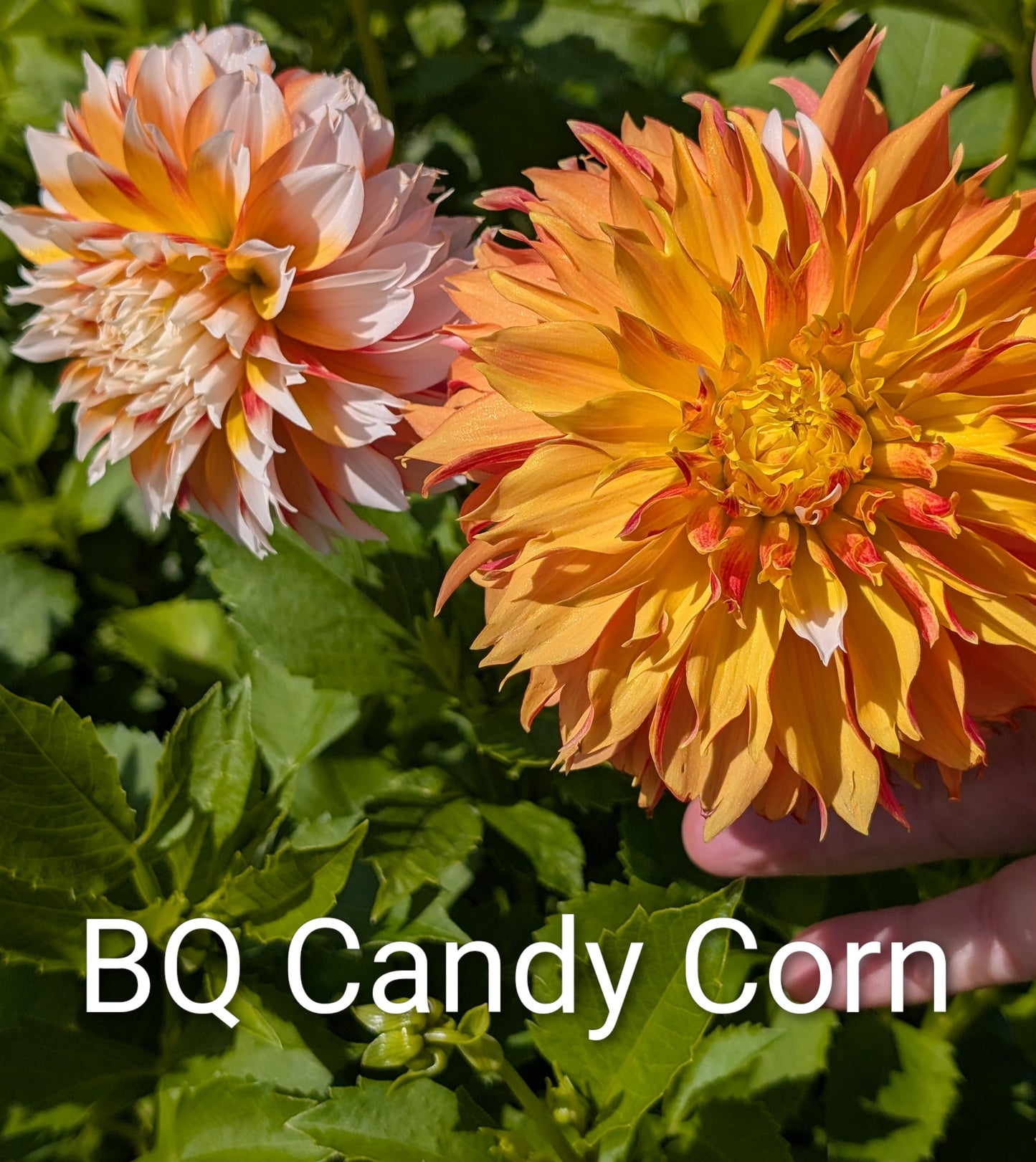 Bloomquist Candy Corn dahlila tuber