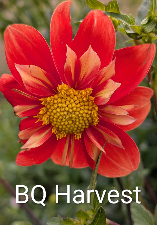 Bloomquist Harvest dahlia tuber