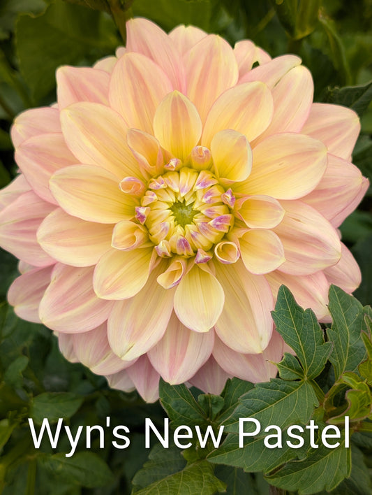 Wyn's New Pastel dahlia tuber