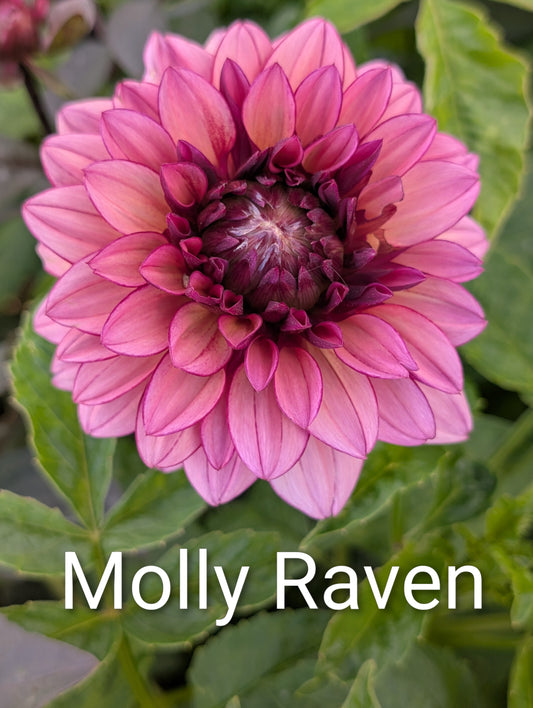 Molly Raven dahlia tuber