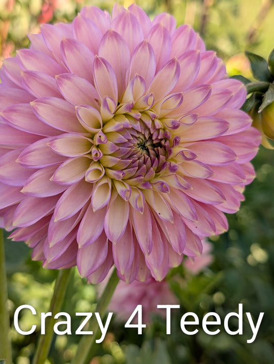 Crazy 4 Teedy dahlia tuber