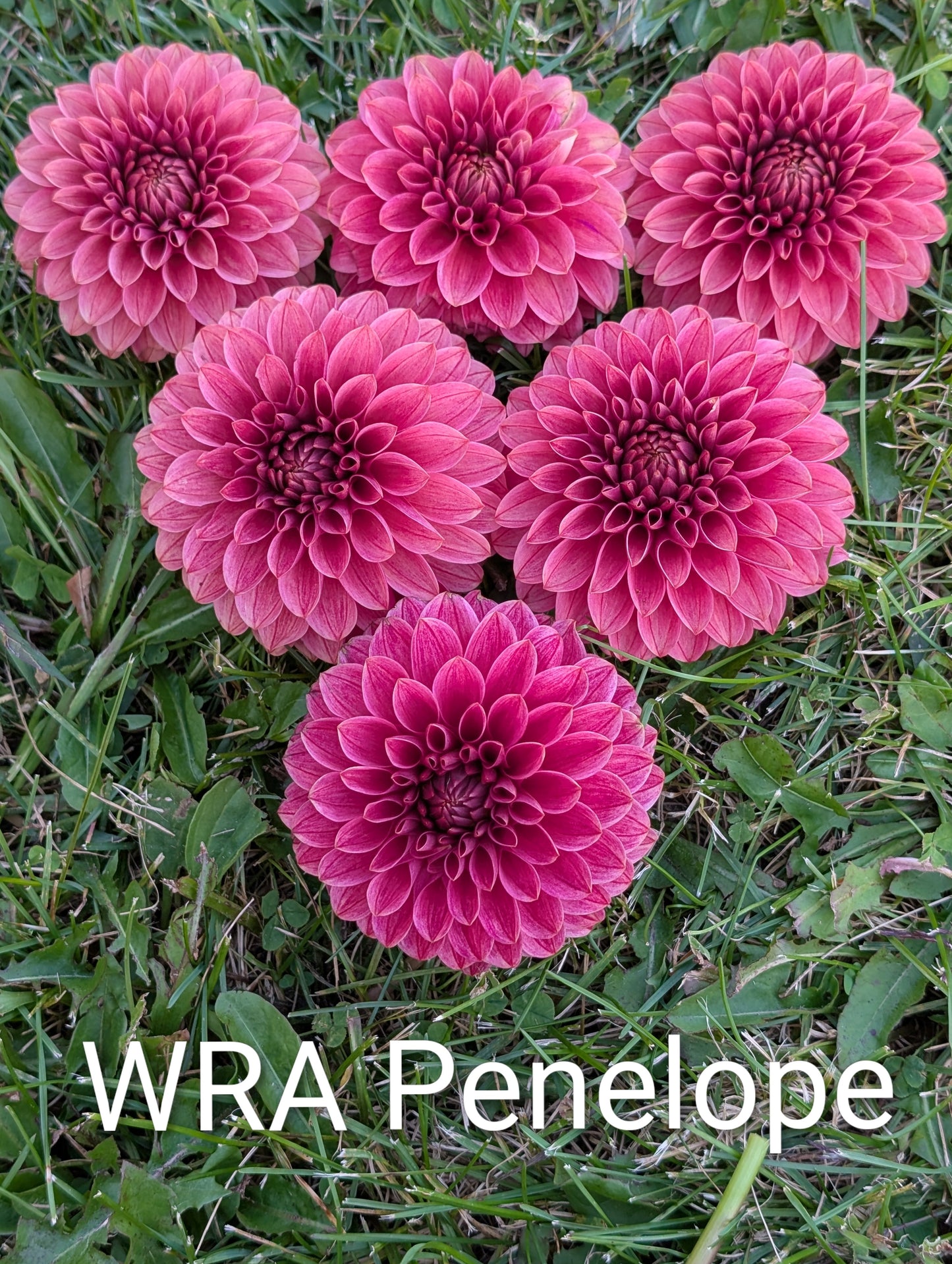 WRA Penelope dahlia tuber